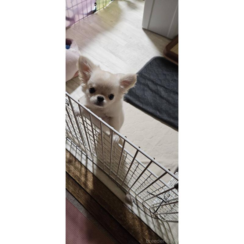 成約済の神奈川県のチワワ(ロングコート)-407469の7枚目