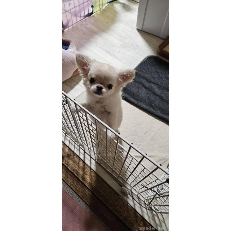 成約済の神奈川県のチワワ(ロングコート)-407469の6枚目