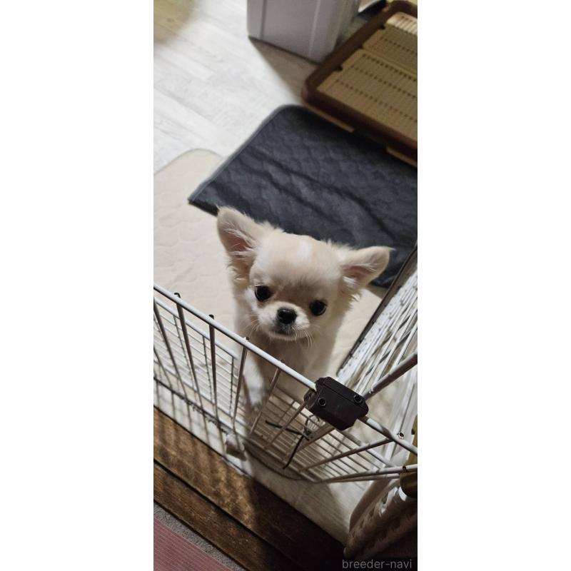 成約済の神奈川県のチワワ(ロングコート)-407469の5枚目