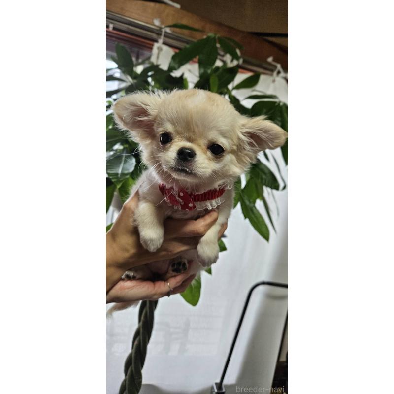 成約済の神奈川県のチワワ(ロングコート)-407469の4枚目