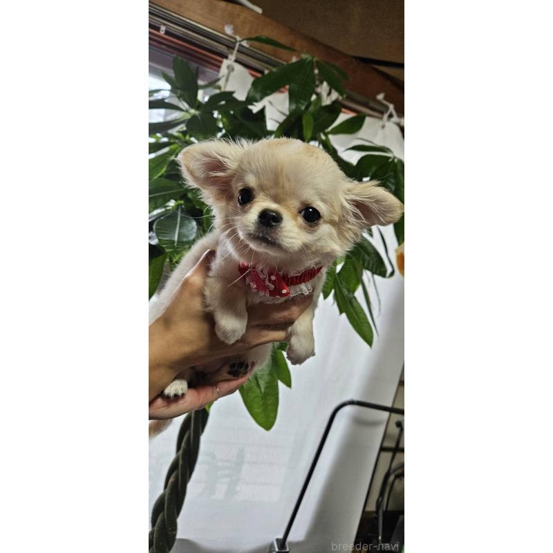 成約済の神奈川県のチワワ(ロングコート)-407469の2枚目