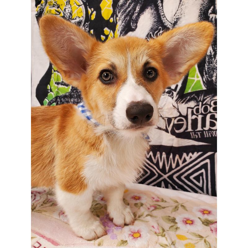 販売中の岩手県のウェルシュコーギーペンブローク-407397