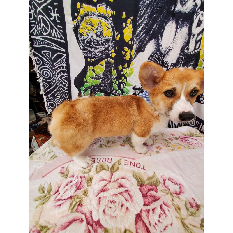 販売中の岩手県のウェルシュコーギーペンブローク-407397の5枚目