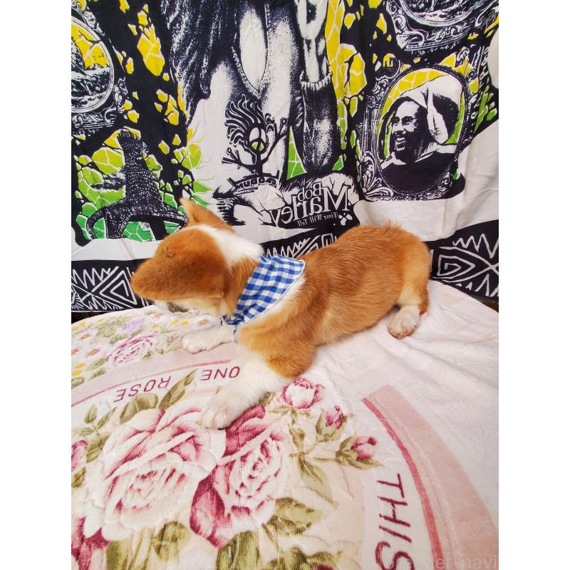 販売中の岩手県のウェルシュコーギーペンブローク-407397の4枚目