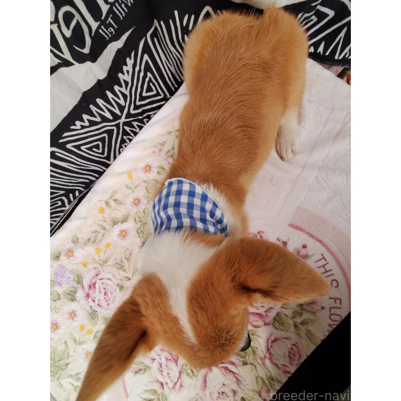 販売中の岩手県のウェルシュコーギーペンブローク-407397の3枚目