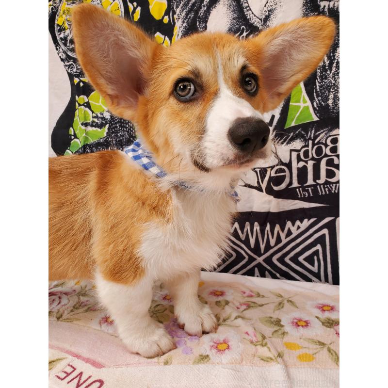 販売中の岩手県のウェルシュコーギーペンブローク-407397の2枚目