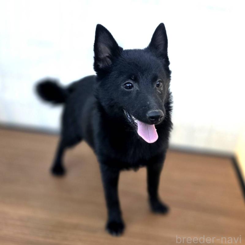 成約済の茨城県のスキッパーキ-400836の8枚目