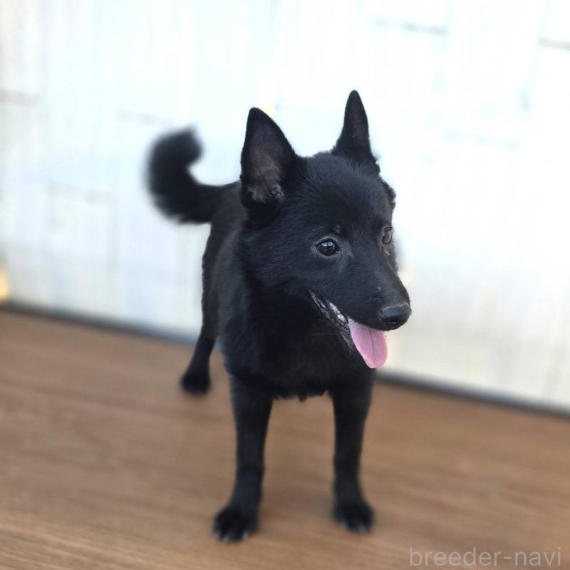 成約済の茨城県のスキッパーキ-400836の7枚目