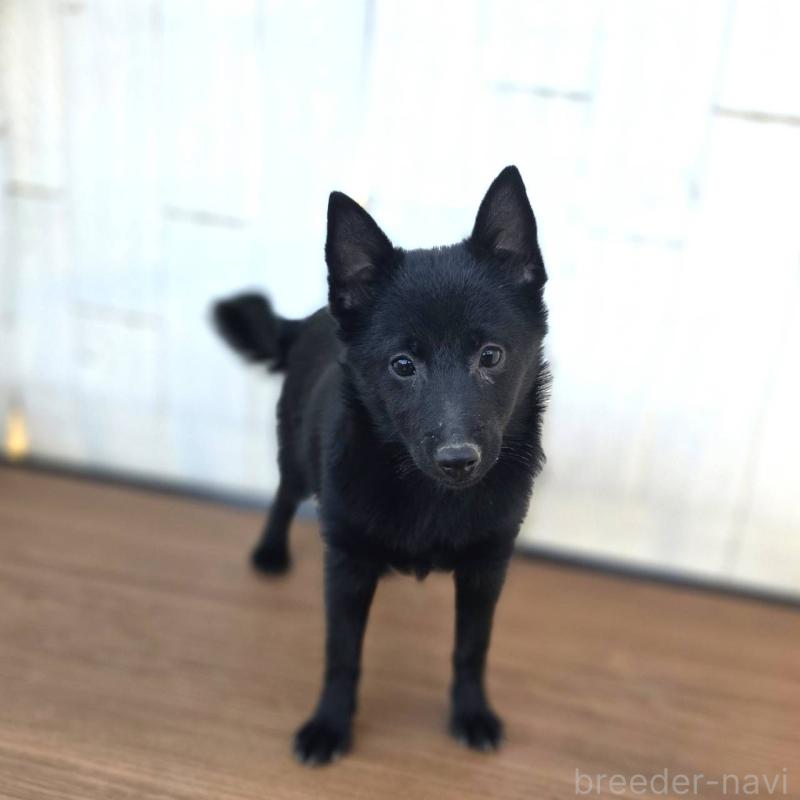 成約済の茨城県のスキッパーキ-400836の6枚目