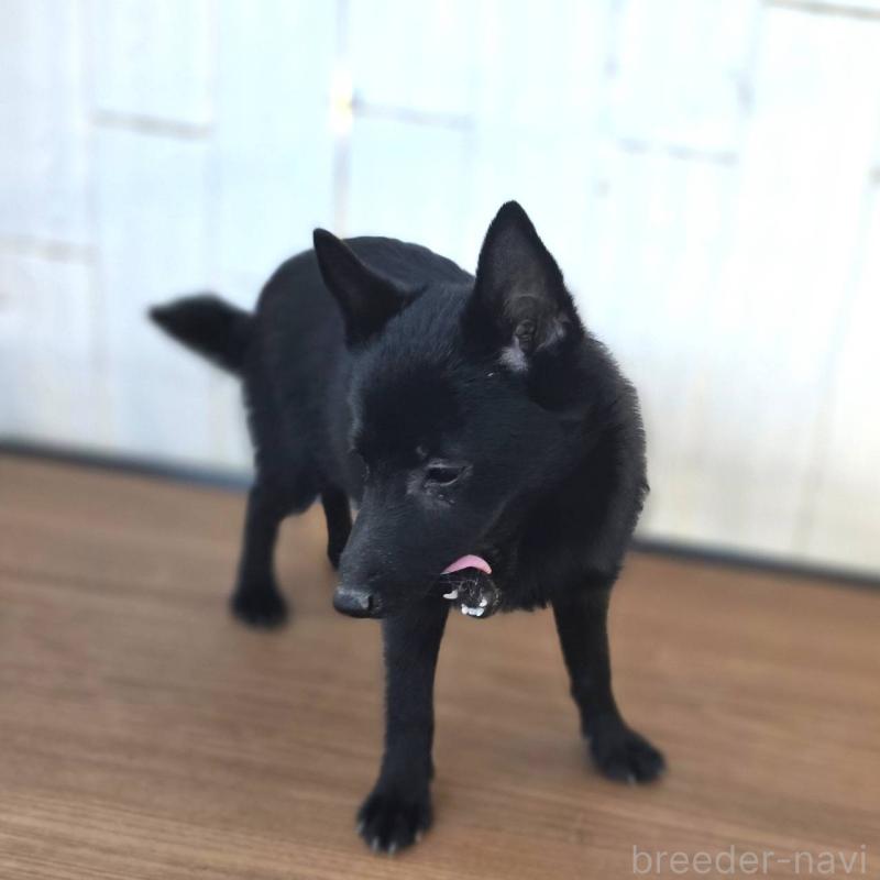 成約済の茨城県のスキッパーキ-400836の5枚目