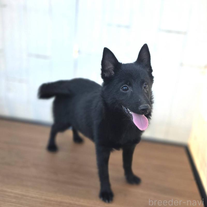 成約済の茨城県のスキッパーキ-400836の4枚目