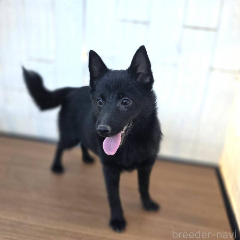 成約済の茨城県のスキッパーキ-400836の3枚目