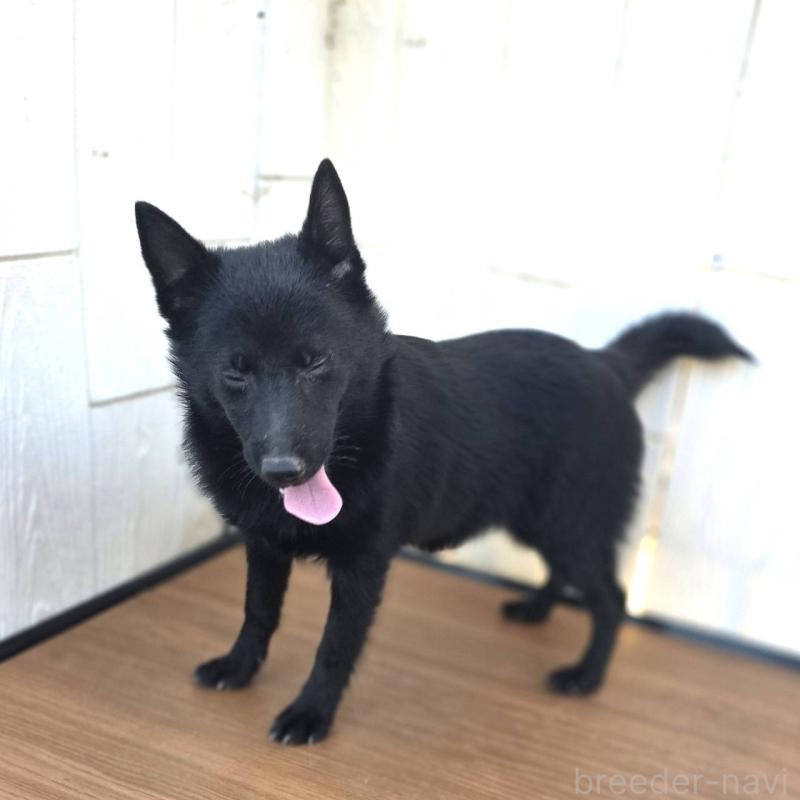 成約済の茨城県のスキッパーキ-400836の2枚目