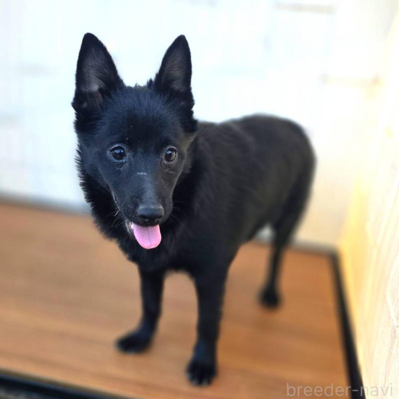 成約済の茨城県のスキッパーキ-400837の5枚目