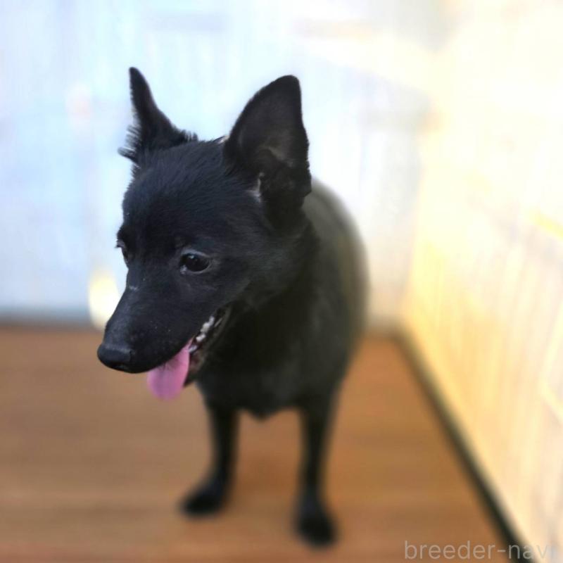 成約済の茨城県のスキッパーキ-400837の4枚目