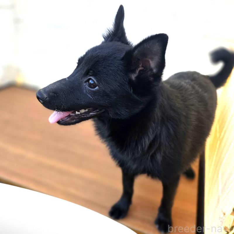 成約済の茨城県のスキッパーキ-400837の3枚目