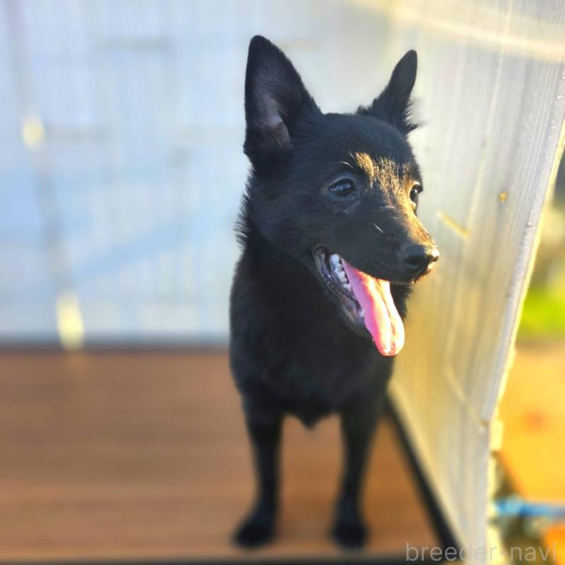 成約済の茨城県のスキッパーキ-400837の2枚目