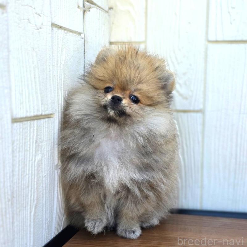 販売中の茨城県のポメラニアン-416590