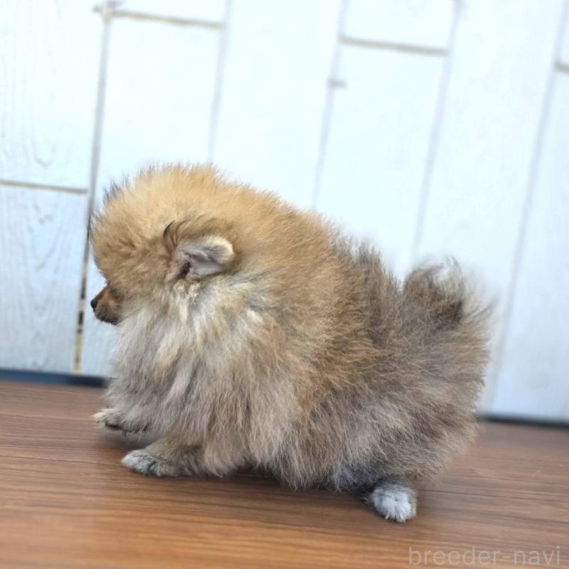販売中の茨城県のポメラニアン-416590の3枚目