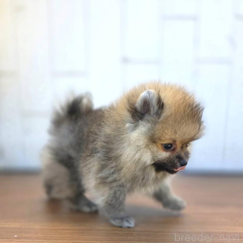 販売中の茨城県のポメラニアン-416823の9枚目