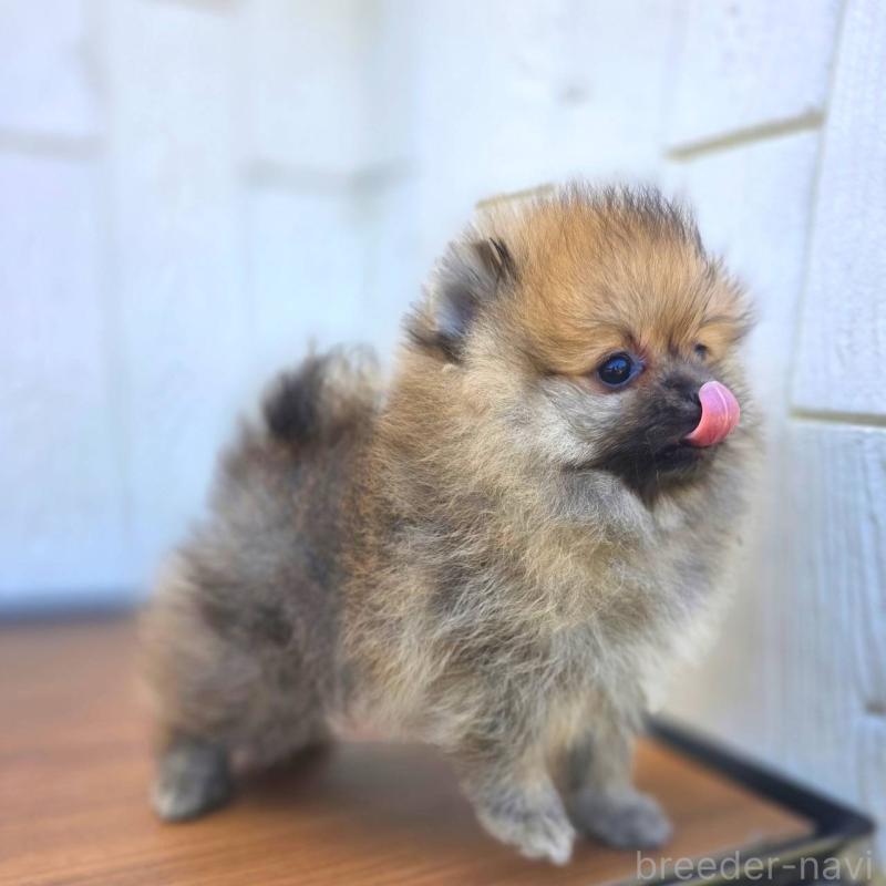 販売中の茨城県のポメラニアン-416823の8枚目