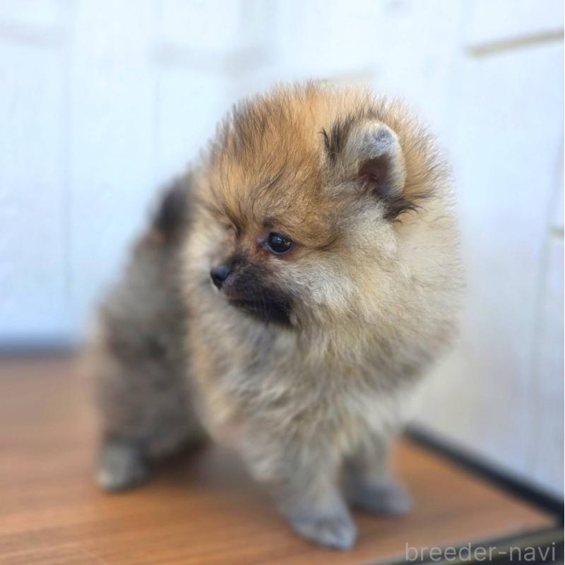 販売中の茨城県のポメラニアン-416823の7枚目