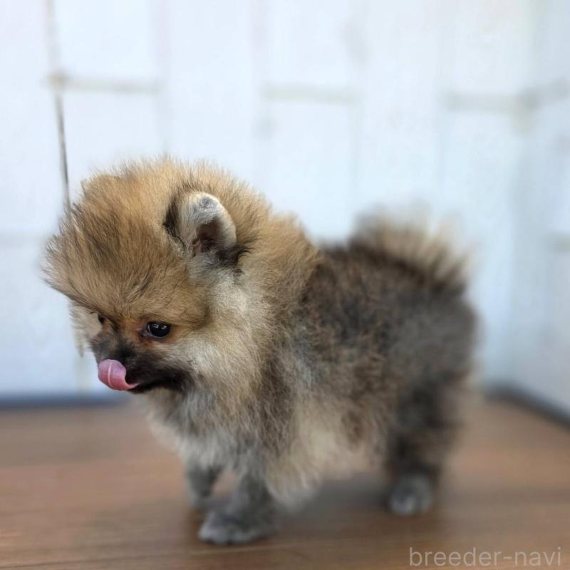 販売中の茨城県のポメラニアン-416823の6枚目