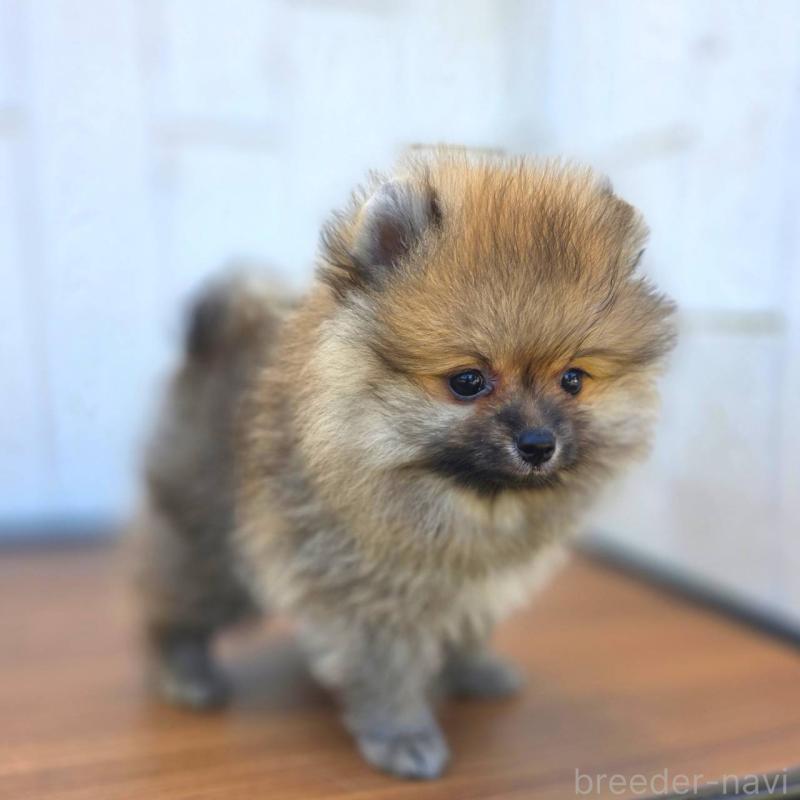 販売中の茨城県のポメラニアン-416823の4枚目