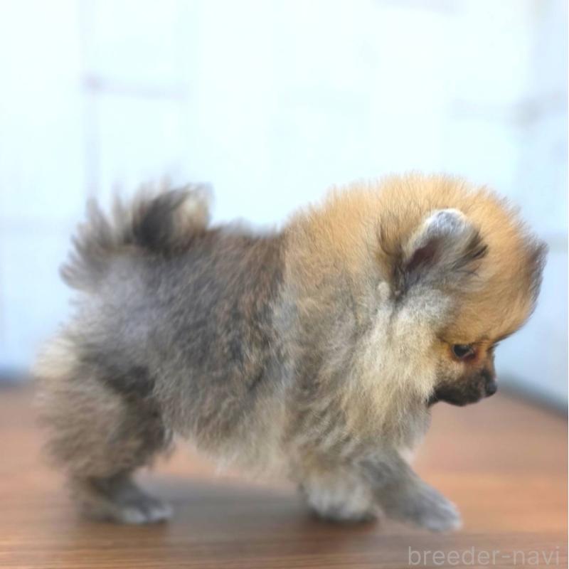 販売中の茨城県のポメラニアン-416823の5枚目