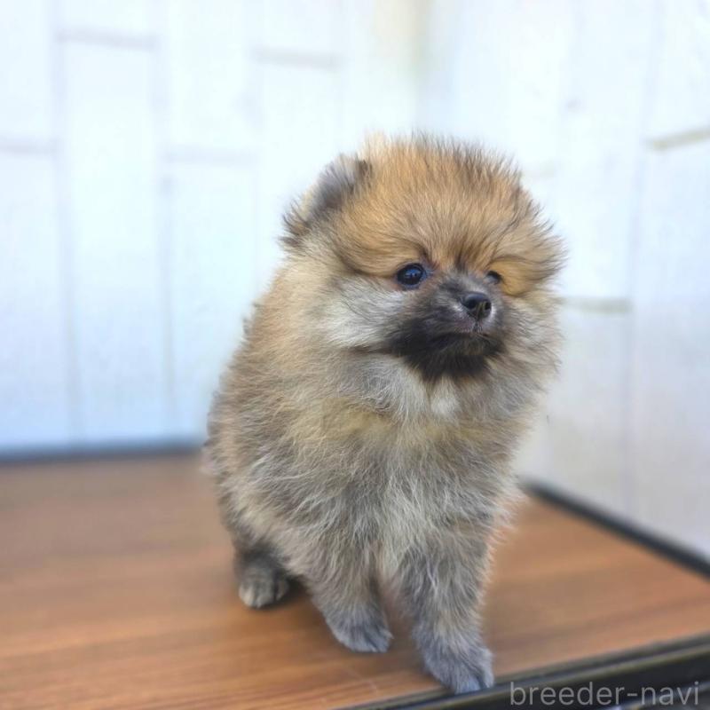 販売中の茨城県のポメラニアン-416823の3枚目