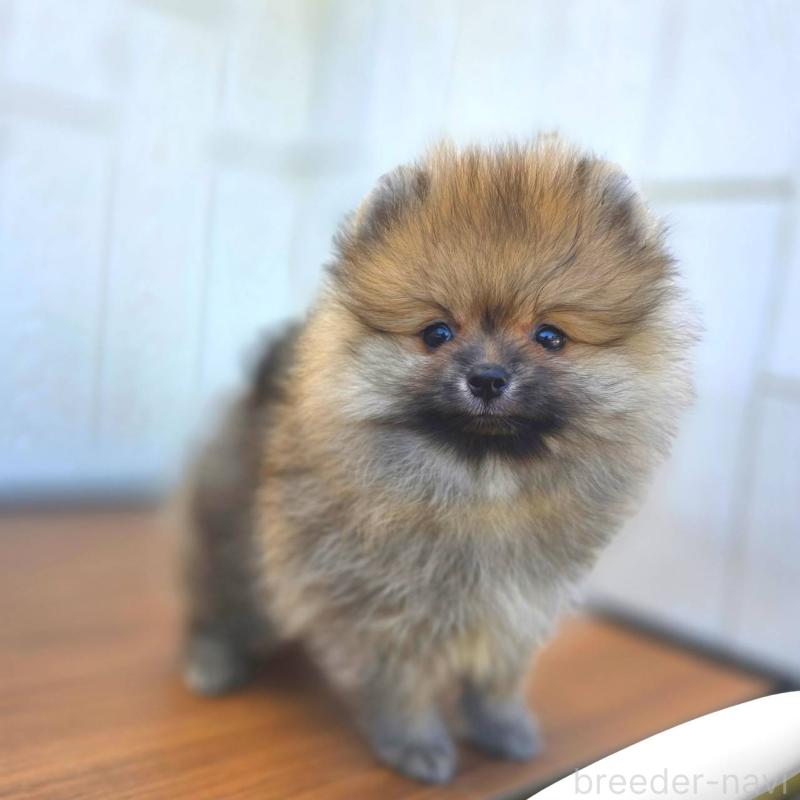 販売中の茨城県のポメラニアン-416823の2枚目