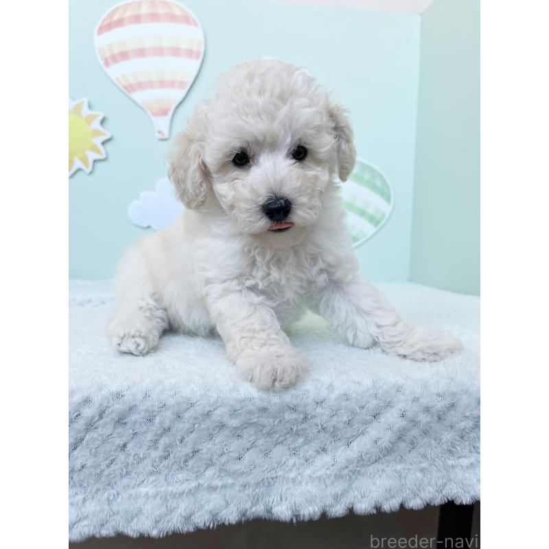 成約済の東京都のトイプードル-416781の2枚目