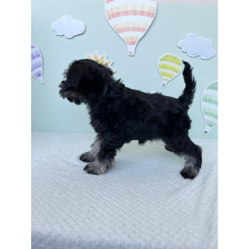 成約済の東京都のミニチュアシュナウザー-415581の5枚目