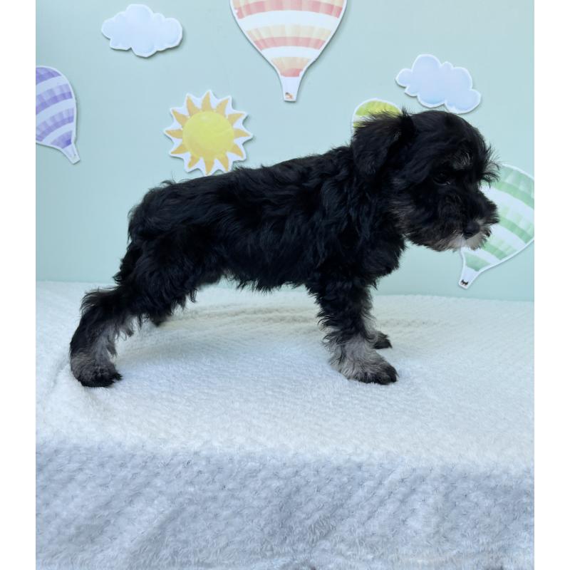 成約済の東京都のミニチュアシュナウザー-415581の4枚目