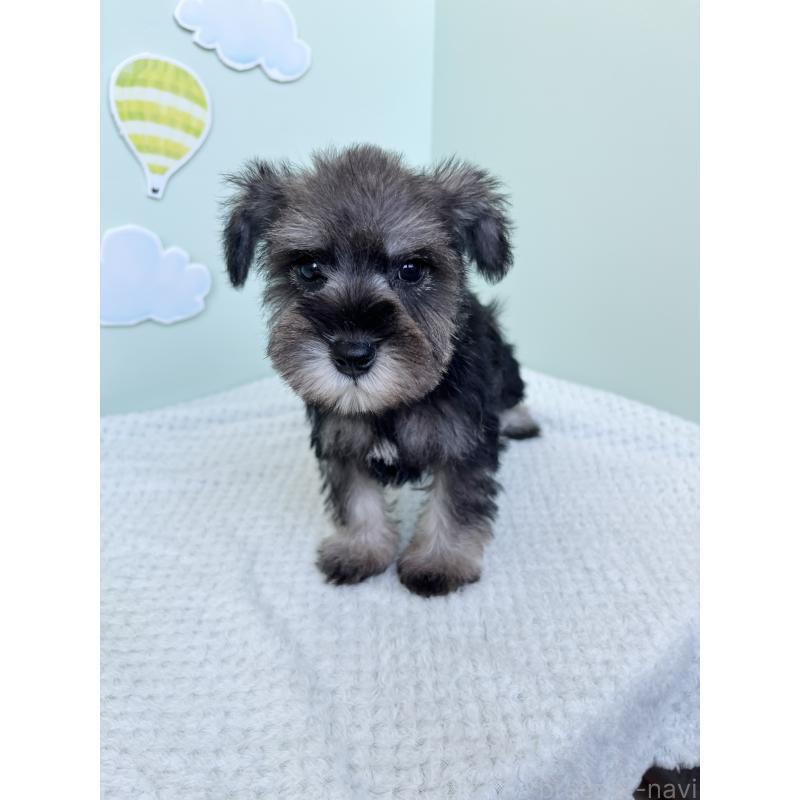 成約済の東京都のミニチュアシュナウザー-415565の6枚目