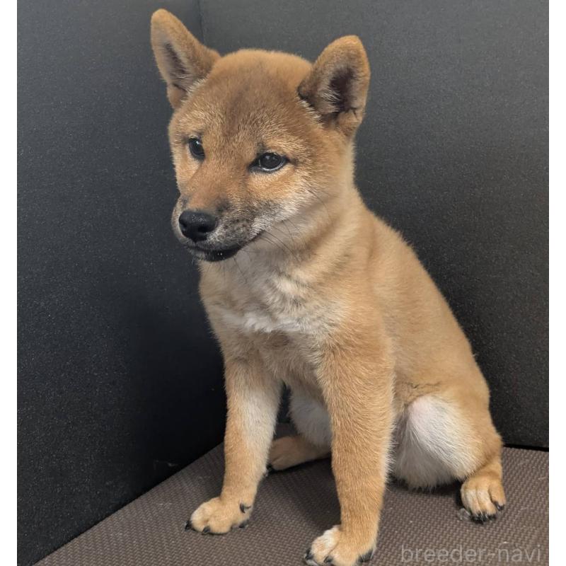 成約済の新潟県の柴犬-406350の5枚目