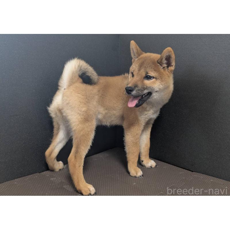 成約済の新潟県の柴犬-406350の4枚目