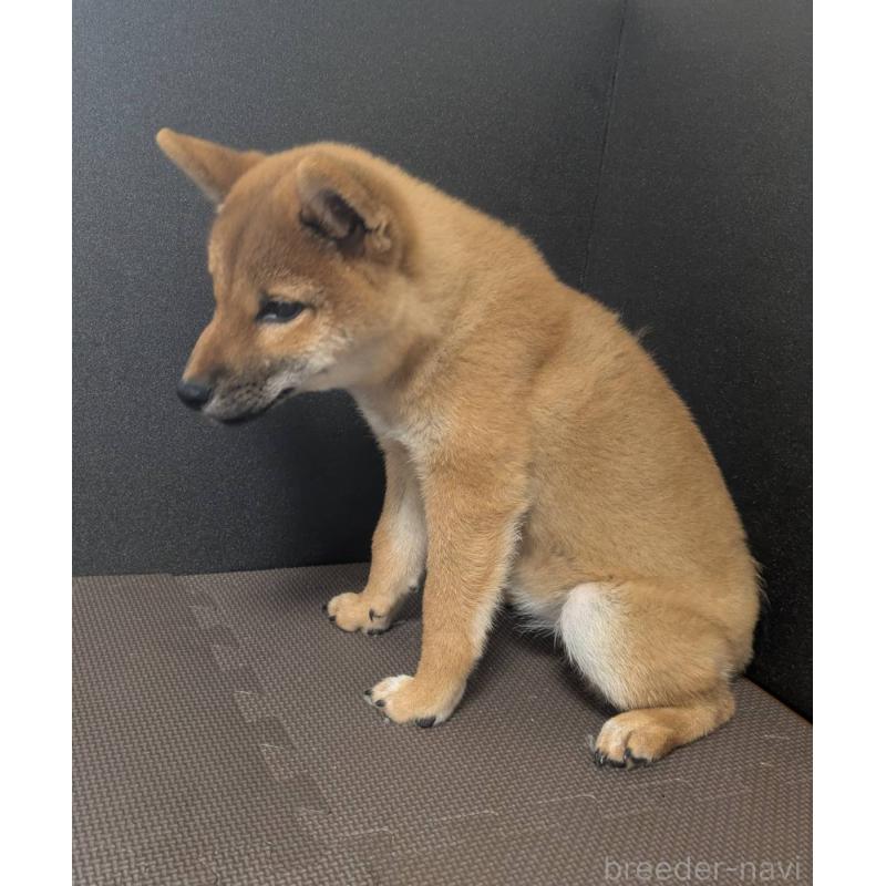 成約済の新潟県の柴犬-406350の3枚目