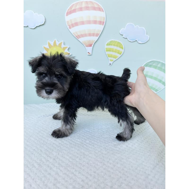 成約済の東京都のミニチュアシュナウザー-415520の3枚目