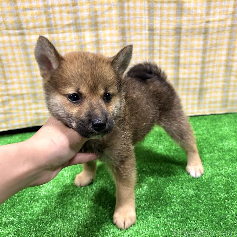 成約済の栃木県の柴犬-418257の8枚目