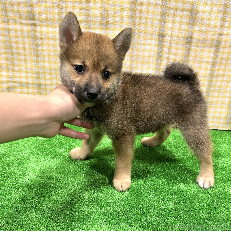 成約済の栃木県の柴犬-418257の7枚目