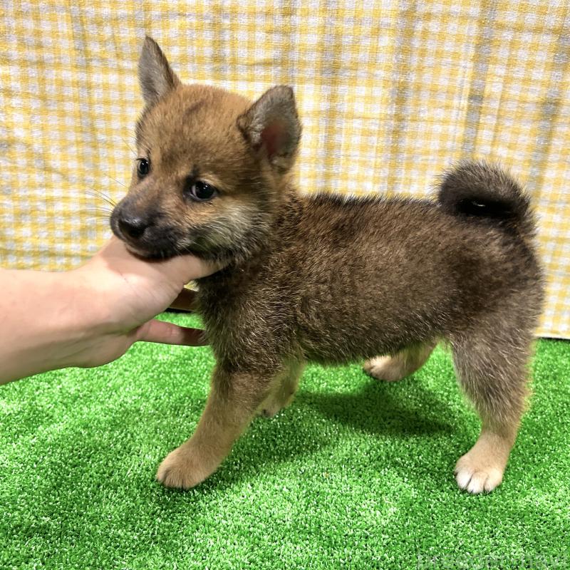 成約済の栃木県の柴犬-418257の6枚目