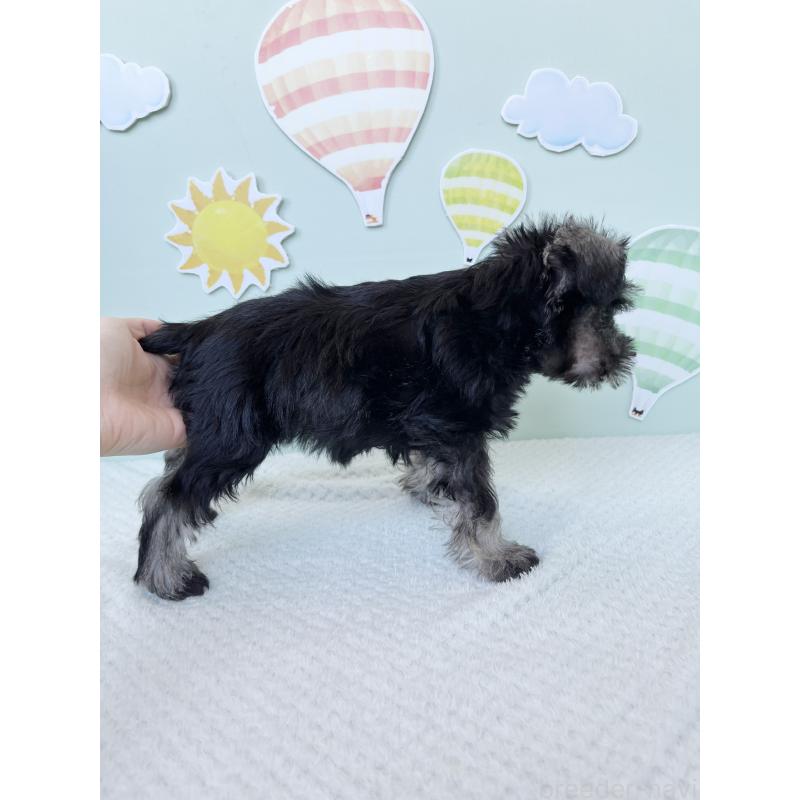 成約済の東京都のミニチュアシュナウザー-415520の2枚目