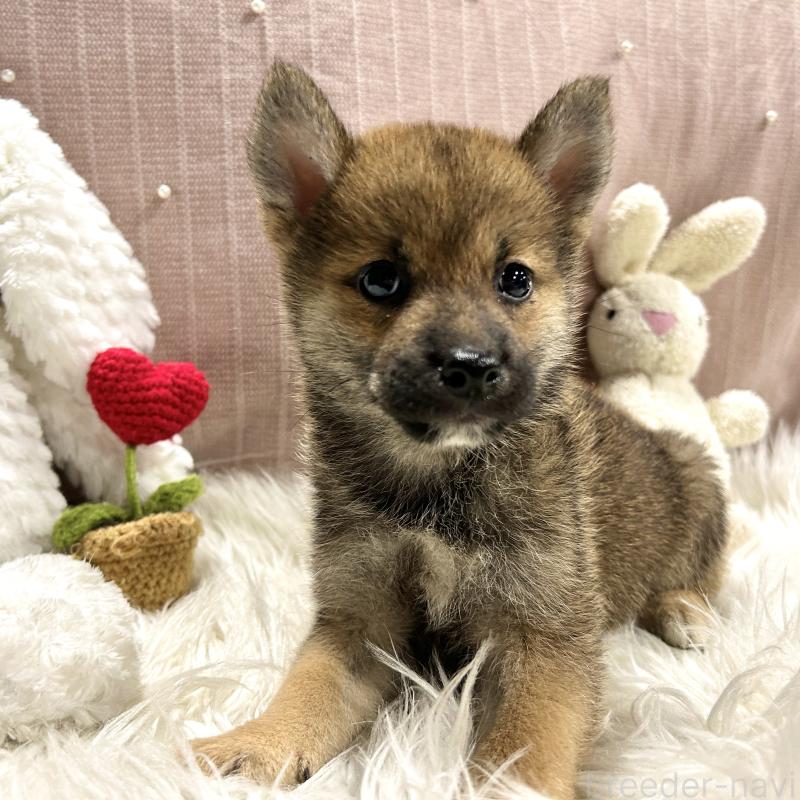 成約済の栃木県の柴犬-418257の5枚目