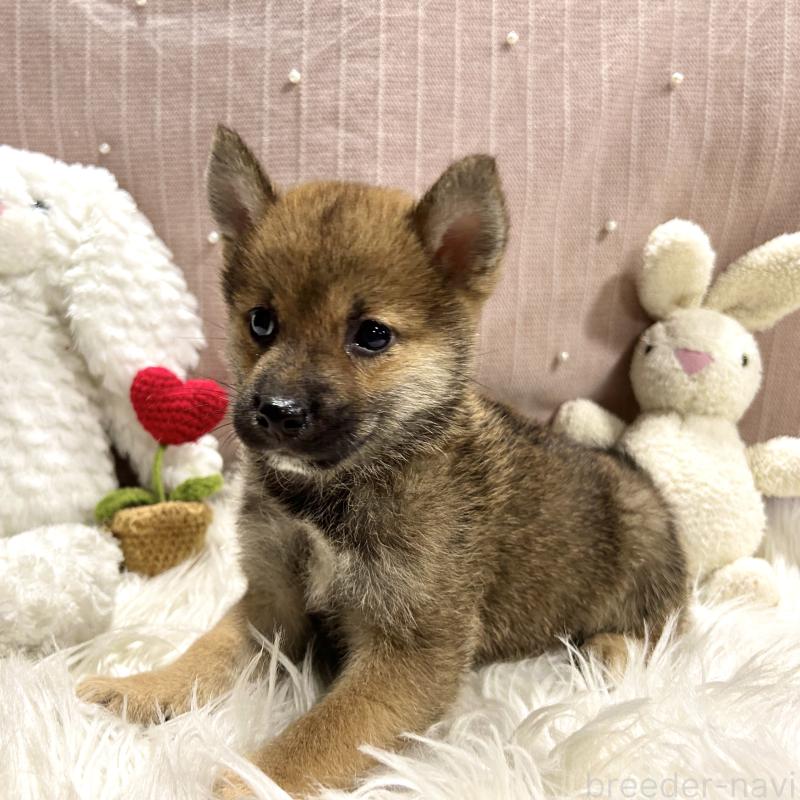 成約済の栃木県の柴犬-418257の4枚目