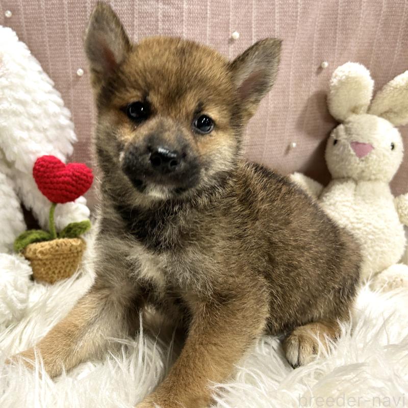 成約済の栃木県の柴犬-418257の3枚目