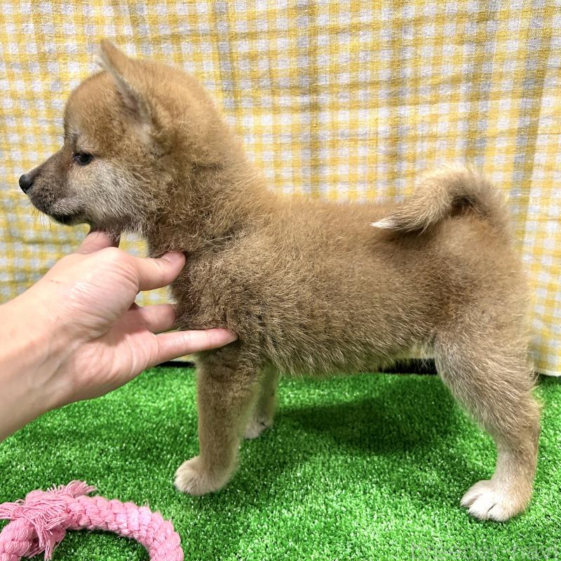 成約済の栃木県の柴犬-418256の4枚目