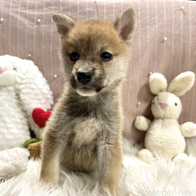 成約済の栃木県の柴犬-418256の3枚目