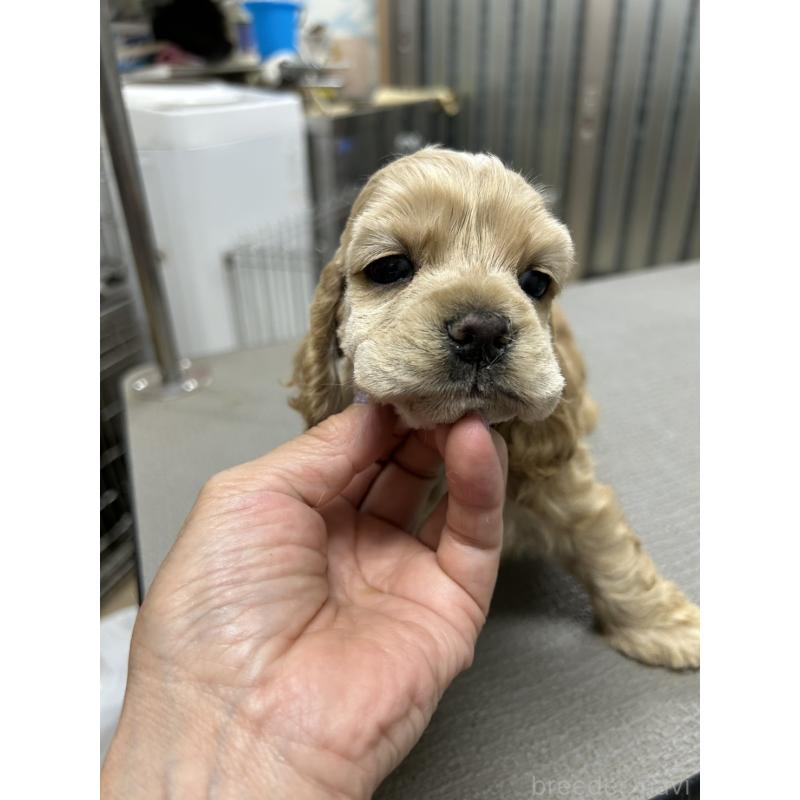 販売中の鹿児島県のアメリカンコッカースパニエル-421409の1枚目