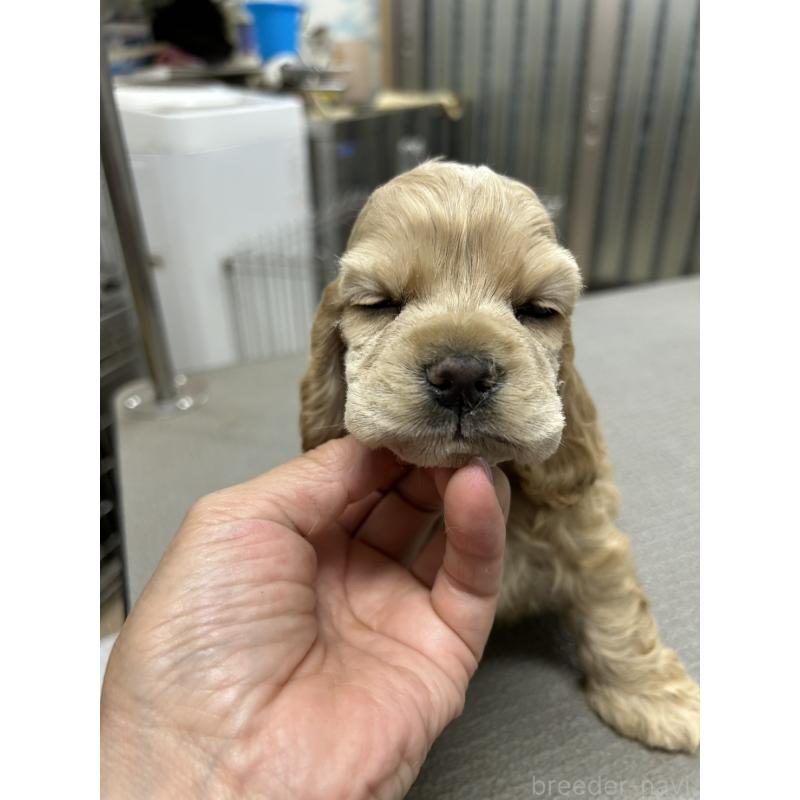 販売中の鹿児島県のアメリカンコッカースパニエル-421409の4枚目